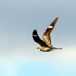 DSC_2072.jpg