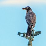 DSC_2128.jpg