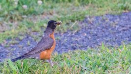 DSC_2145.jpg