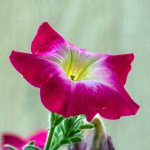 DSC_2170.jpg