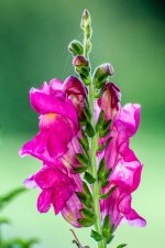 DSC_2169.jpg