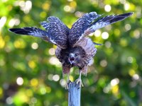 Hawk.jpg