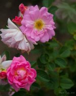 DSC_4909.jpg