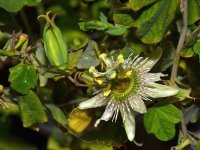 Passiflora2.jpg