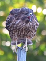 Hawk4.jpg