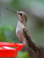 Hummer4.jpg