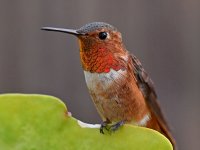 Hummer7.jpg