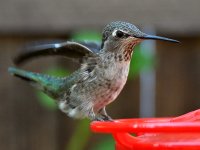 Hummer10.jpg