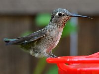 Hummer12.jpg