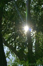 Sunstar 7-21-2016.jpg