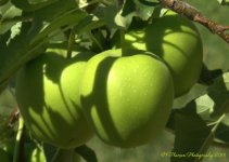 Apples 7-21-2016.jpg