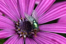 DSC_2244flyone.jpg