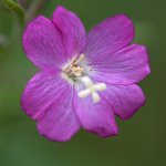 Tiny-Pink.jpg