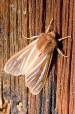 Moth-100.jpg