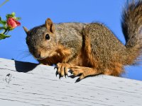 Squirrel.jpg