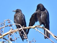 Crow.jpg
