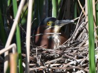 GreenHeron4.jpg