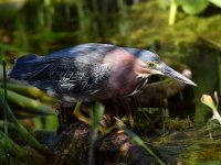 GreenHeron2.jpg