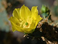Cactus.jpg
