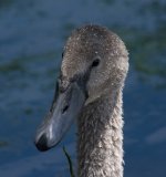 DSC_3726.jpg
