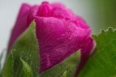 DSC_5198.jpg