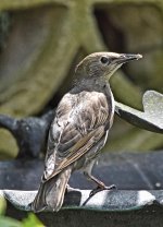DSC_2315bird1.jpg