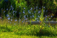 DSC_0458.jpg