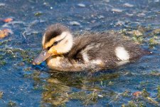 Duckling-171.jpg