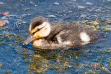 Duckling-171.jpg