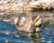 Duckling-172.jpg