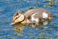 Duckling-173.jpg