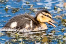 Duckling-174.jpg