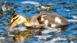 Duckling-175.jpg