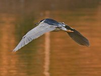 BlackHeron.jpg