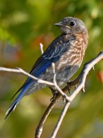 Bluebird2.jpg