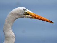 Egret3.jpg