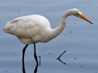 Egret2.jpg