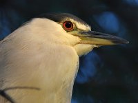 BlackHeron4.jpg