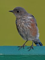 Bluebird4.jpg