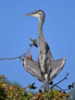 BlueHeron3.jpg