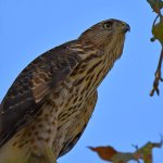 CooperHawk2.jpg