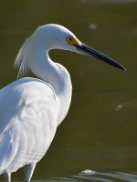 Egret5.jpg