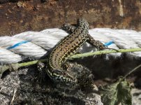 DSC_0140.jpg