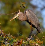 BlueHeron6.jpg