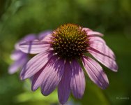 _AAA8801 - Version 2.jpg