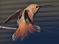 Hummer4.jpg