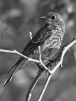 BluebirdBW.jpg