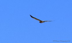 Hawk in Flight 7-23-2016.jpg