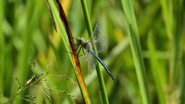 DSC_0161.jpg