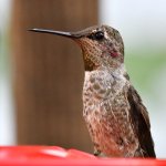 Hummer5.jpg